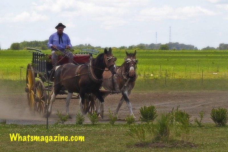 How Far Can a Horse Travel in A Day