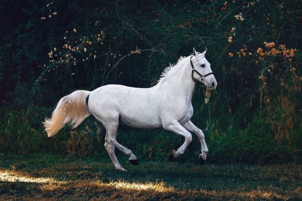 How Far Can a Horse Travel in A Day