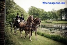 How Far Can a Horse Travel in A Day