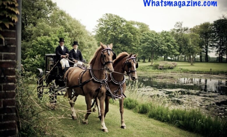 How Far Can a Horse Travel in A Day