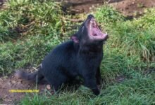 tasmanian devil