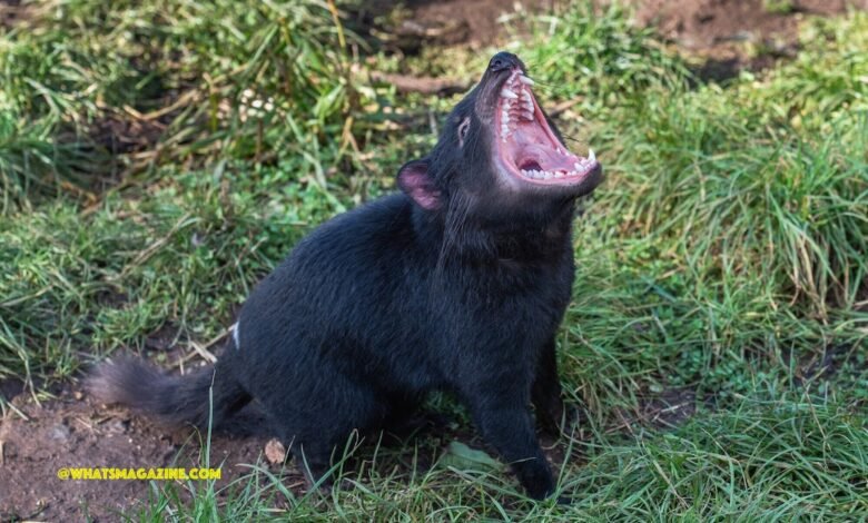 tasmanian devil