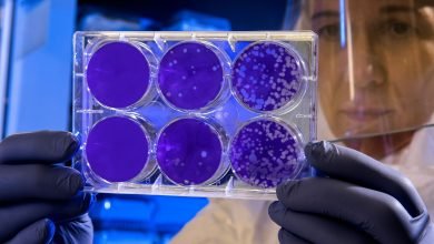 Stem Cells
