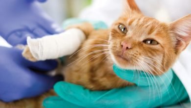 Pet Insurance Companies