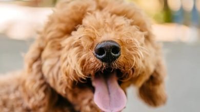 Dog Wash Franchises