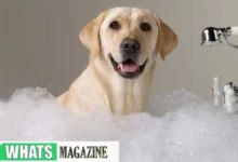 Dog Wash