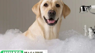 Dog Wash