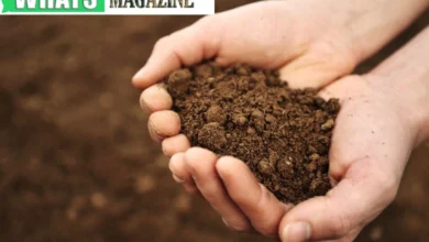 In Situ, Soil Remediation Removing Lethal Compounds