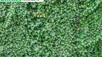 The Benefits of Hydroponic Tower Gardens for Sustainable Food Production