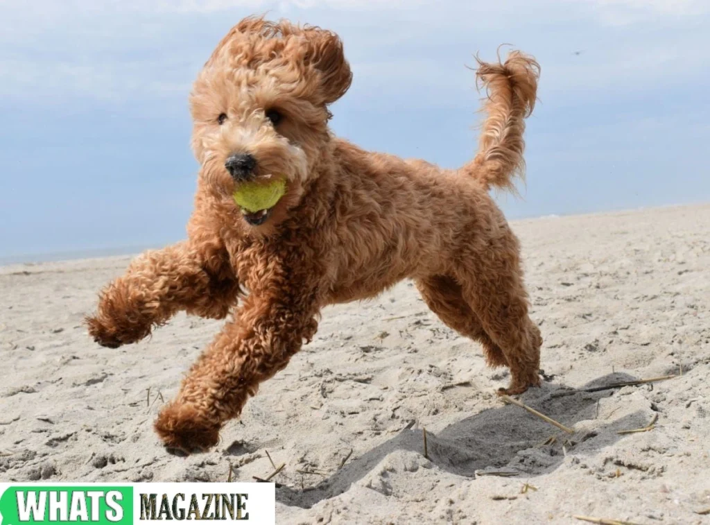 Mini Goldendoodle