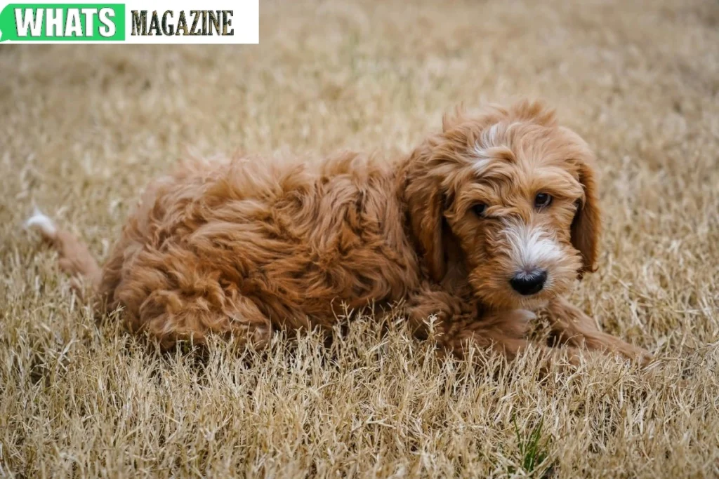 Mini Goldendoodle