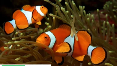 A Comprehensive Guide to the 8 Different Types of Clownfish