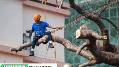 How the Best Tree Service Can Actually Save You Money in the Long Run
